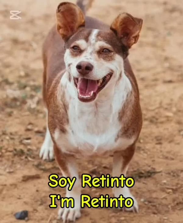 Retinto