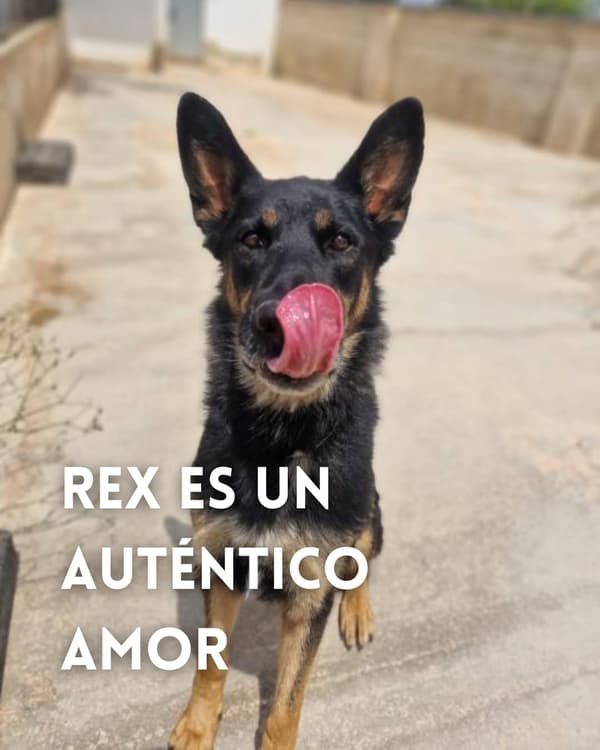 Rex
