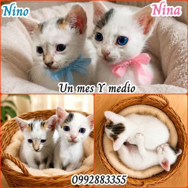 Nino, Nina