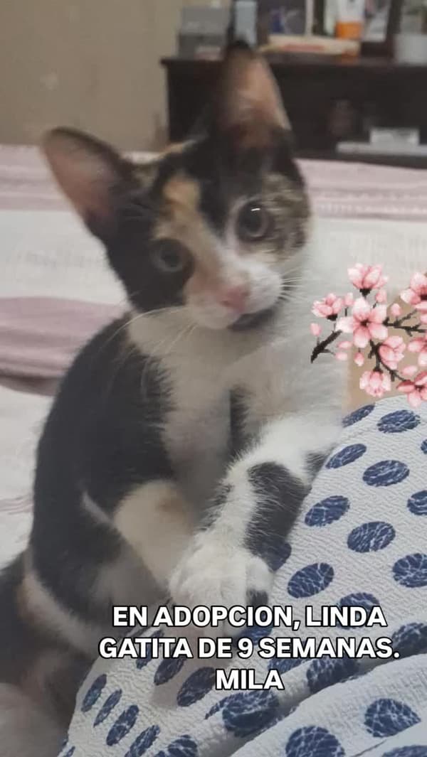 Mila