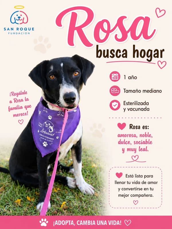 Rosa