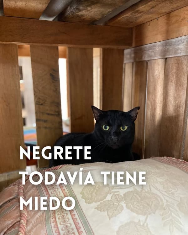 Negrete