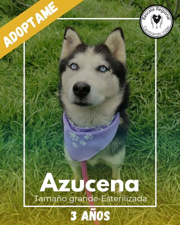 Azucena