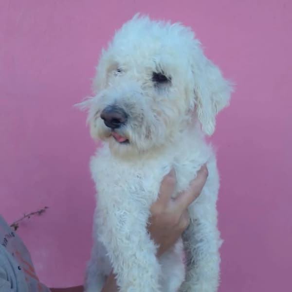 Pupi