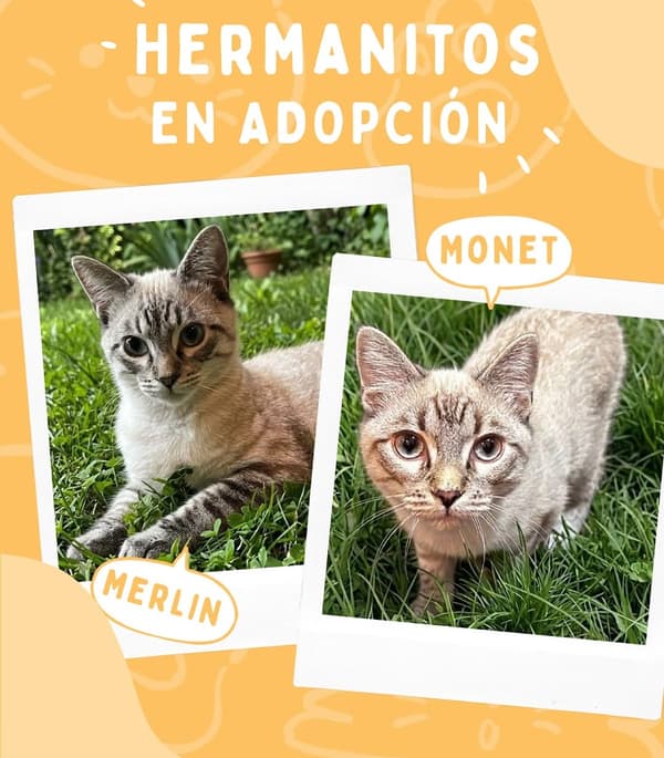 Monet, Merlin