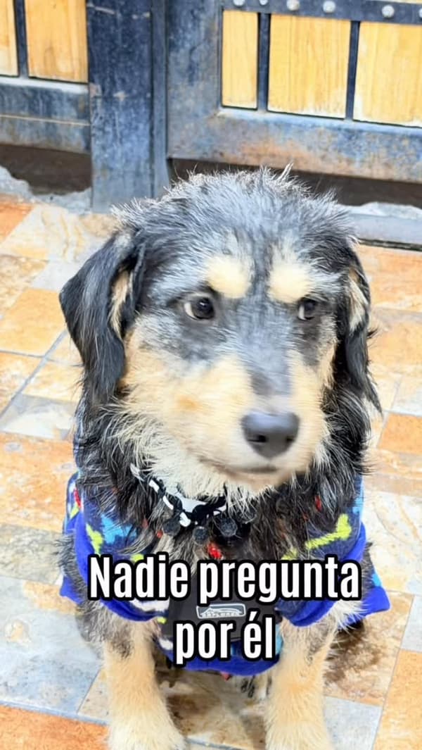 Bigotes