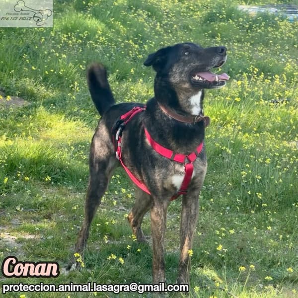 Conan