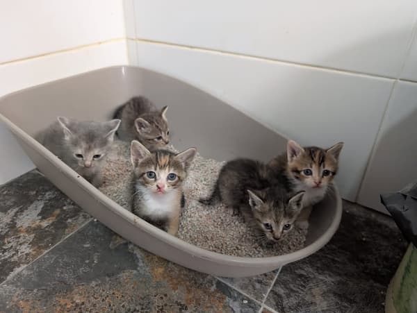 5 animalitos