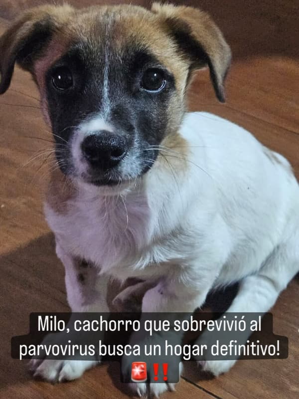 Milo