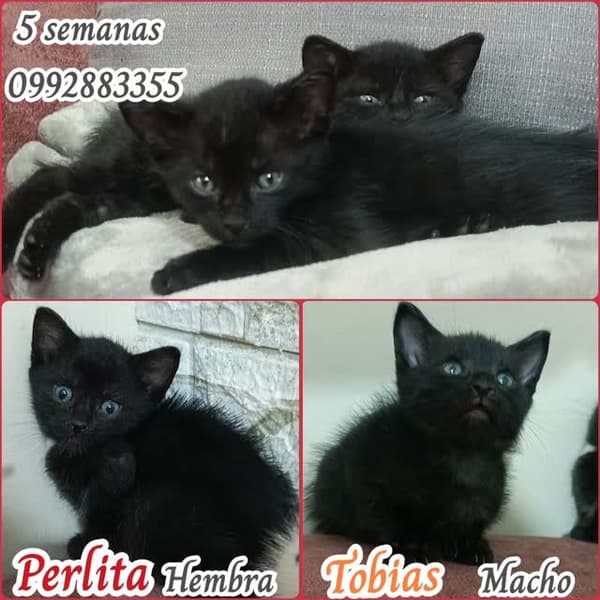 Perlita, Tobías