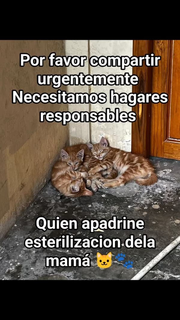 4 animalitos