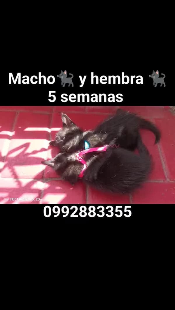 2 animalitos