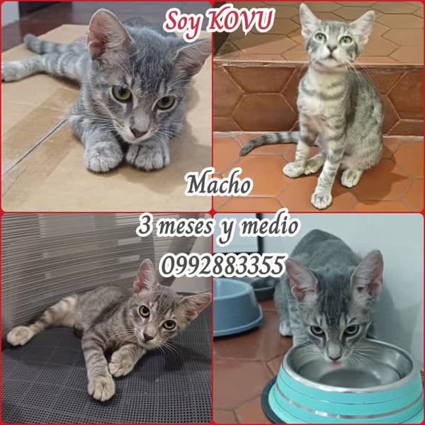 KOVU