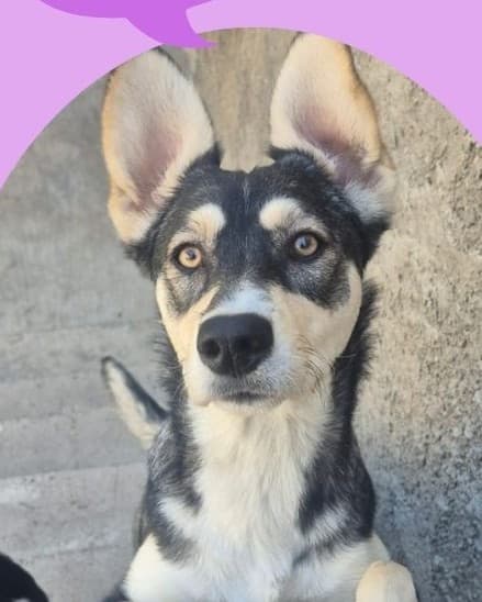 Chiquita