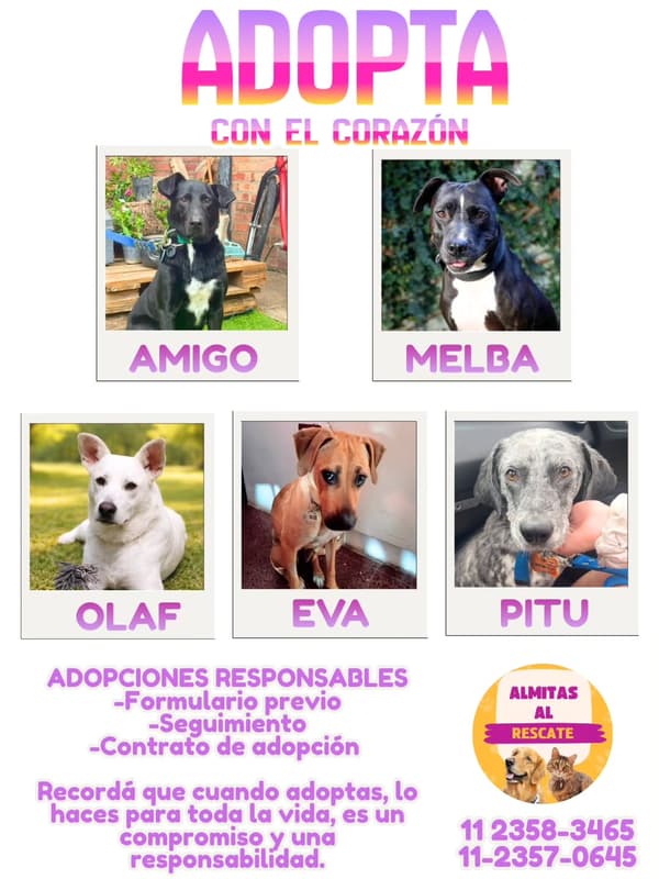 Amigo, Melba, Olaf +2