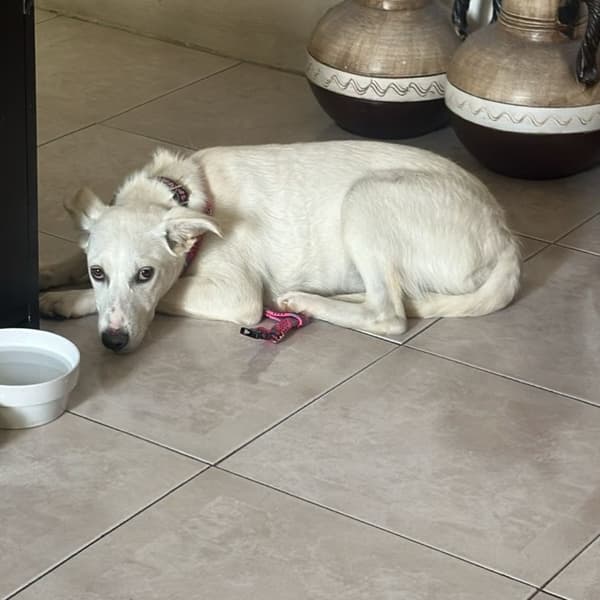Blanquita