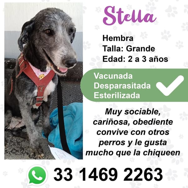 Stella