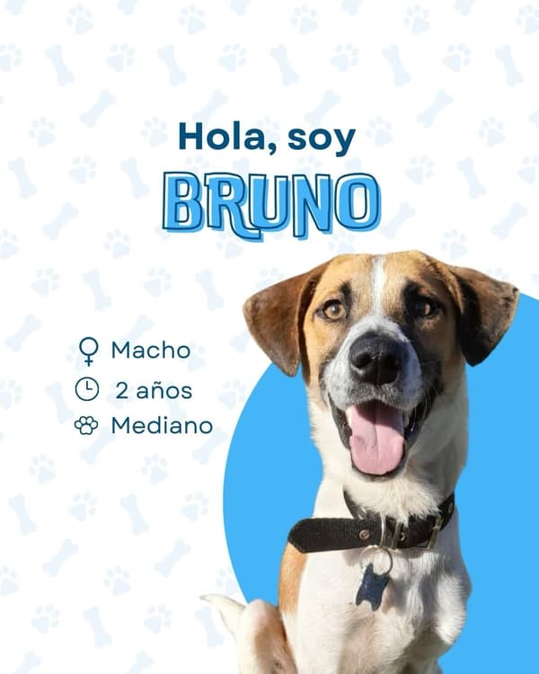Bruno