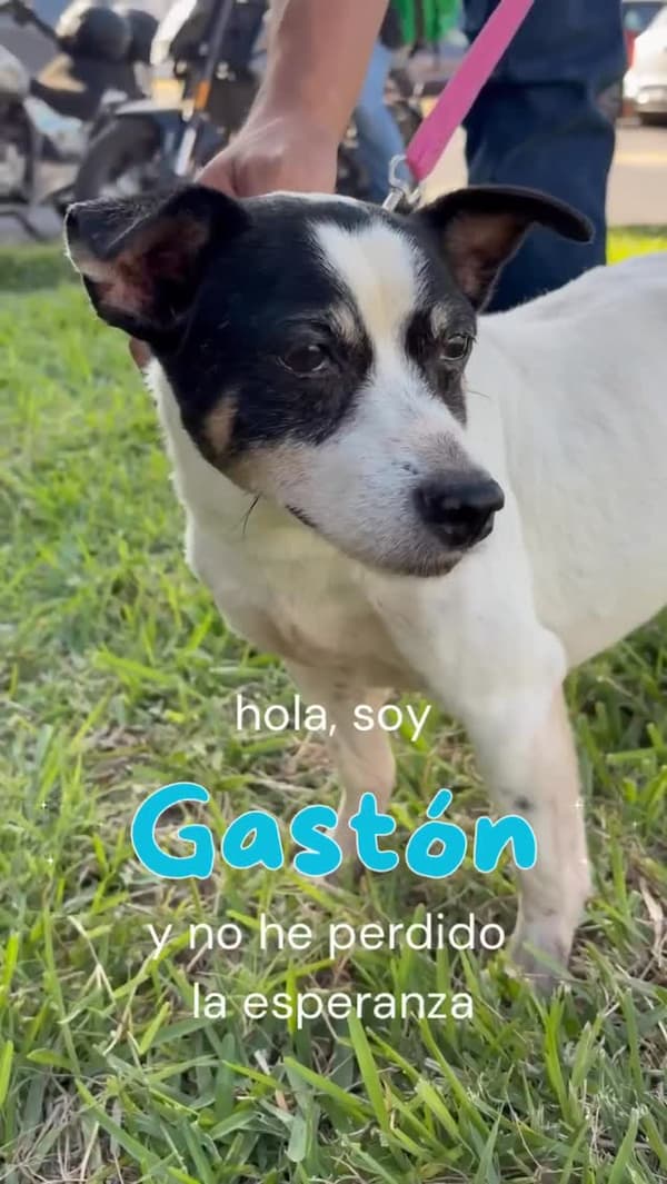 Gastón