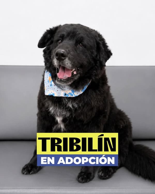Tribilín