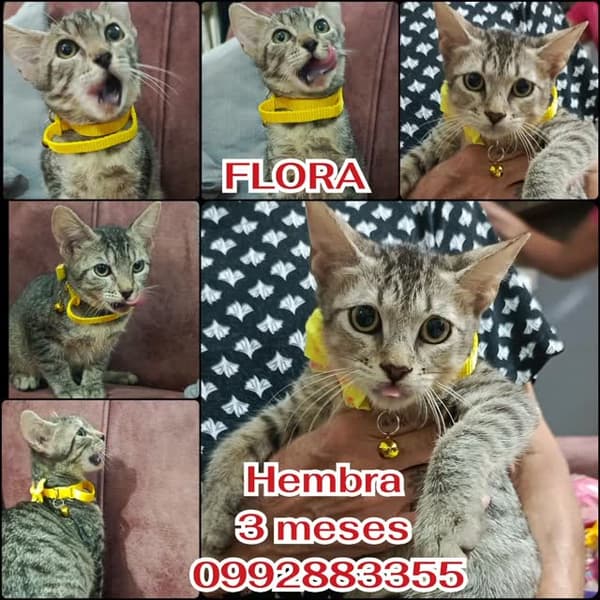 Flora