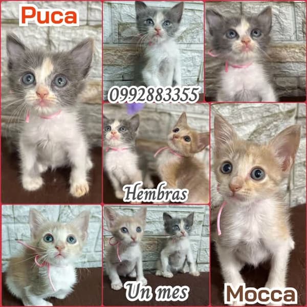 Puca, Mocca