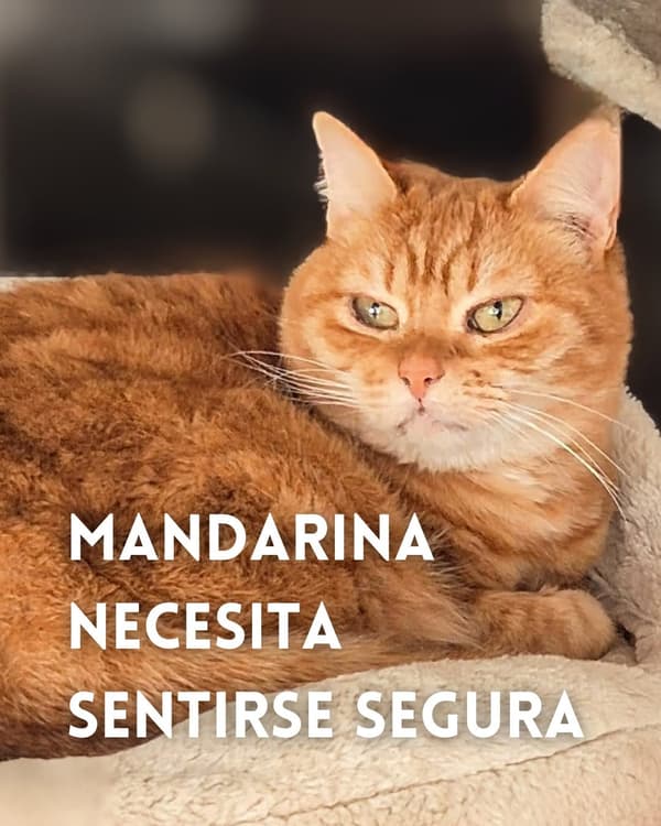 Mandarina