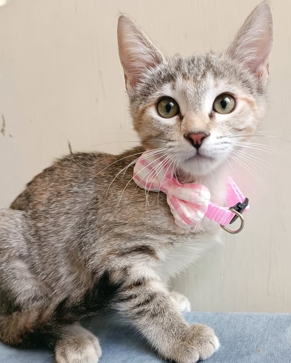 Kiki