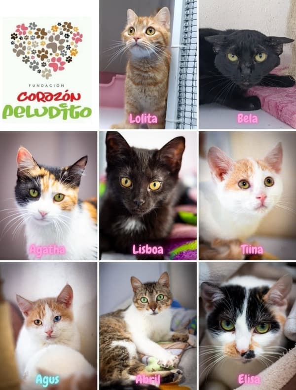 Lolita, Bela, Agatha +7