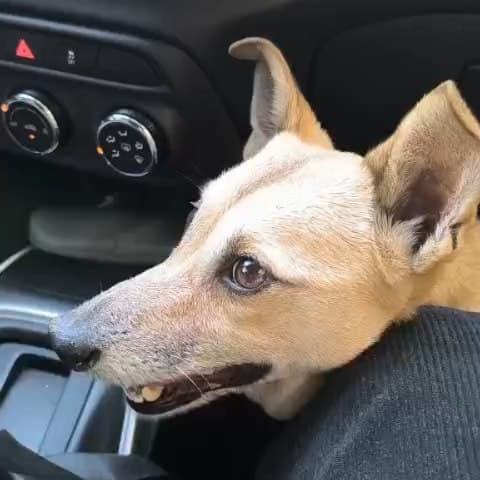 Chiqui
