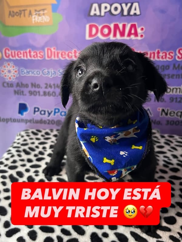 Balvin, Hallie