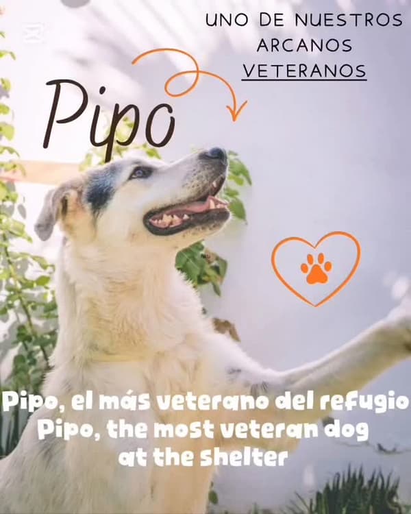 PIPO