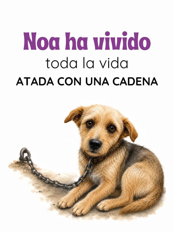 Noa