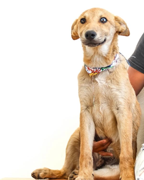 Milo
