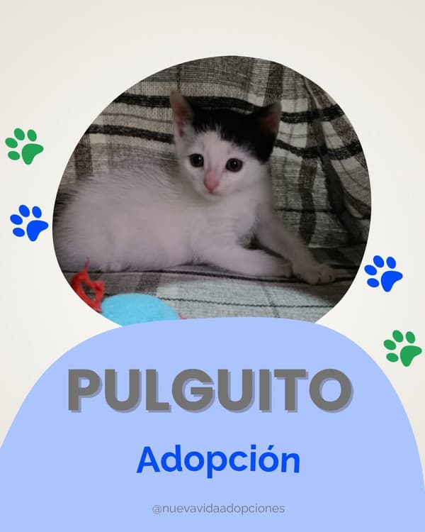 PULGUITO