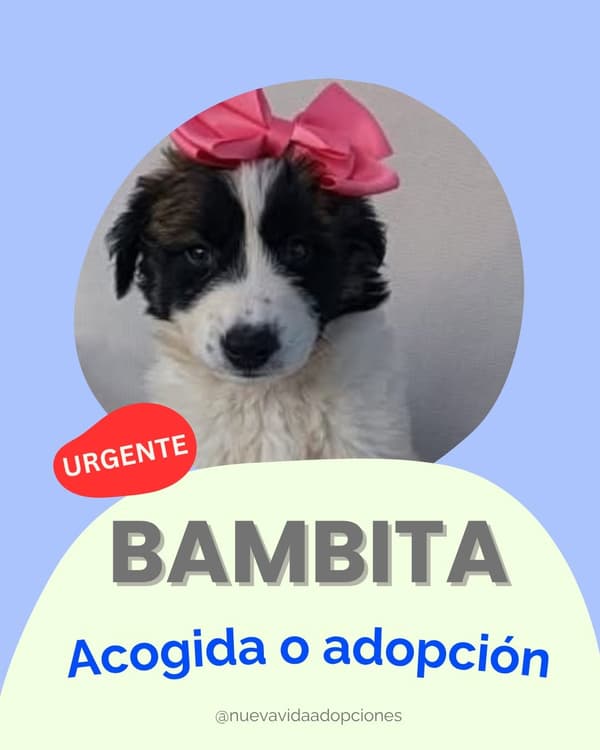 Bambita Bamba