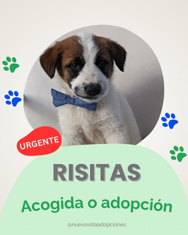Risitas