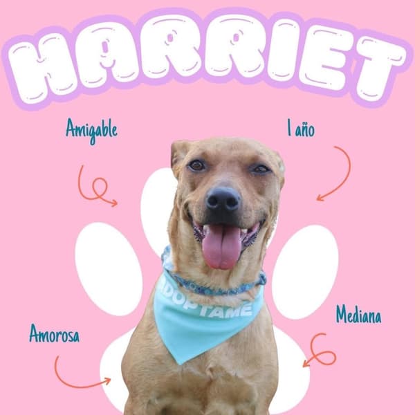 Harriet