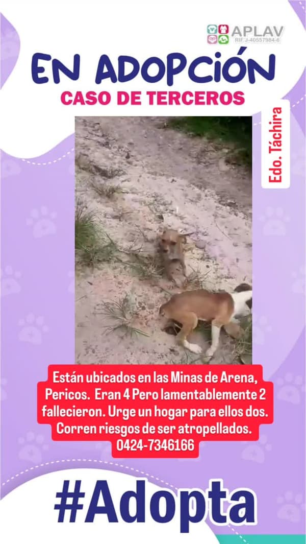 2 animalitos