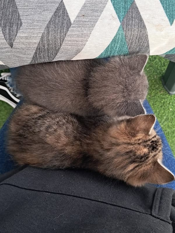 2 animalitos