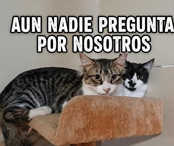 Miel, Milo