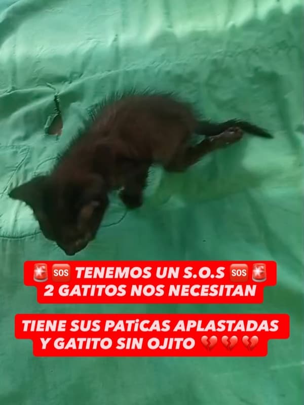 2 animalitos