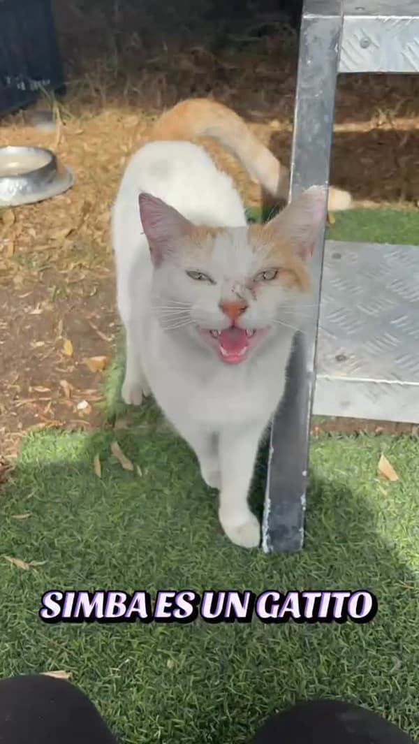 Simba