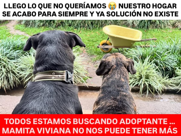 2 animalitos