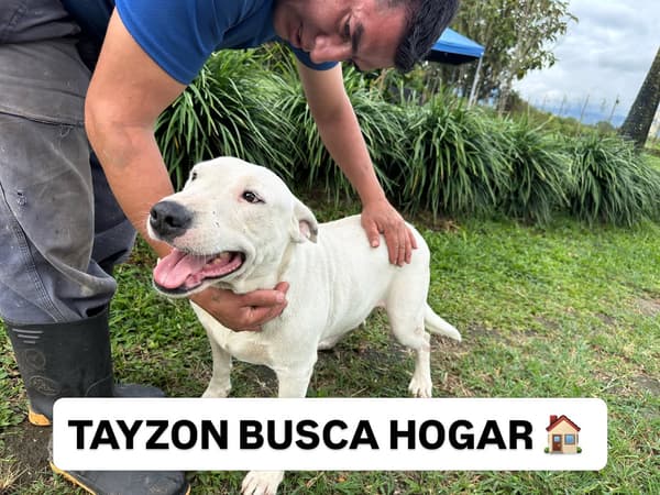 Tayzon