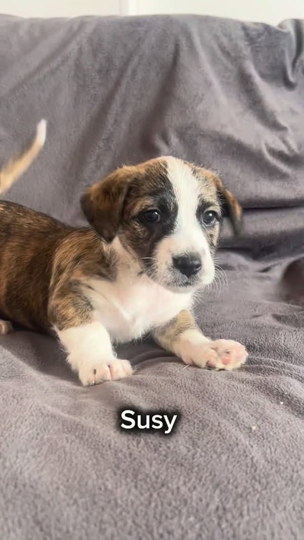 Pipa, Susy, Gus +1