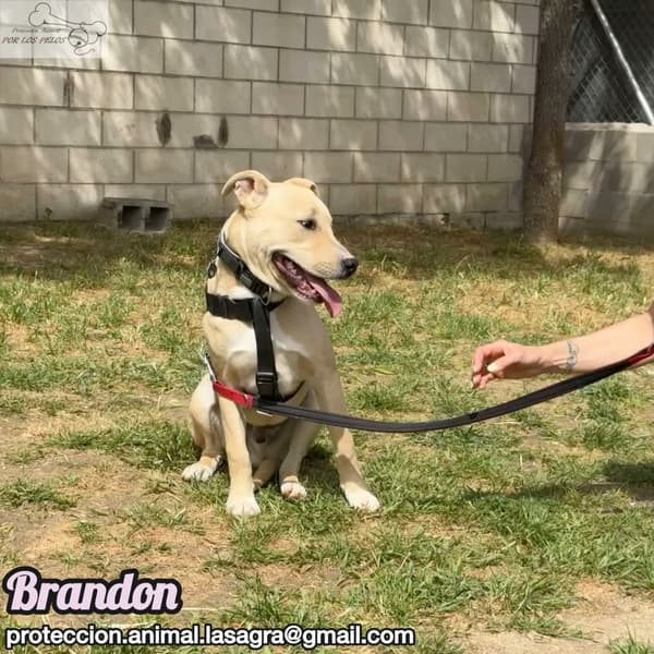 Brandon