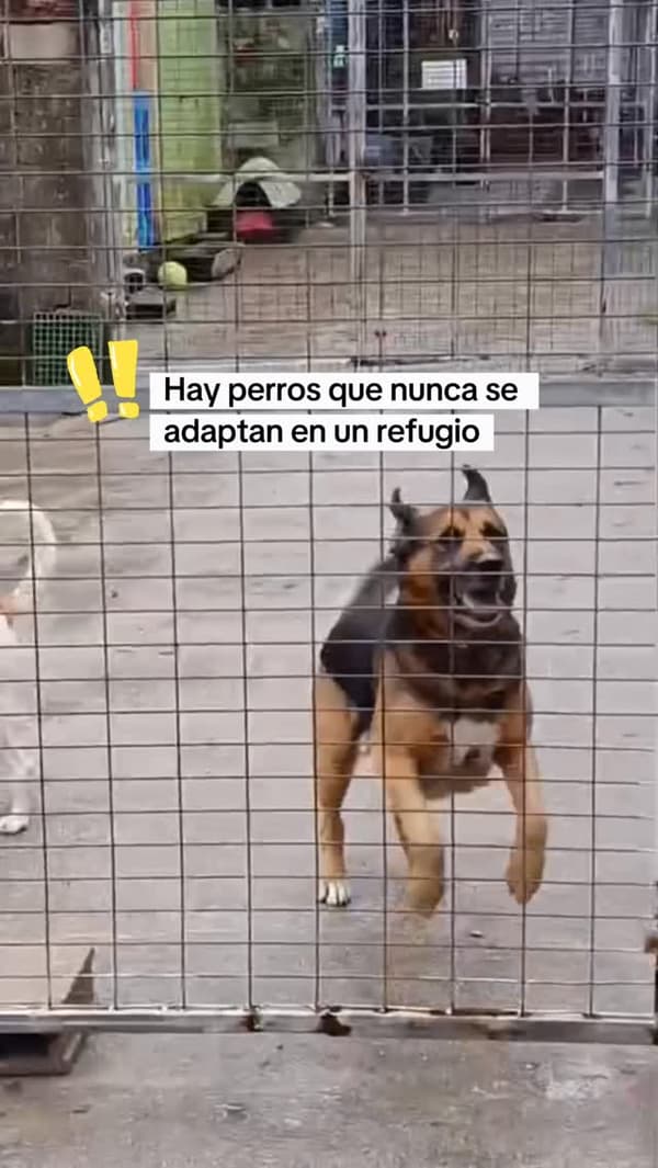 Chicho