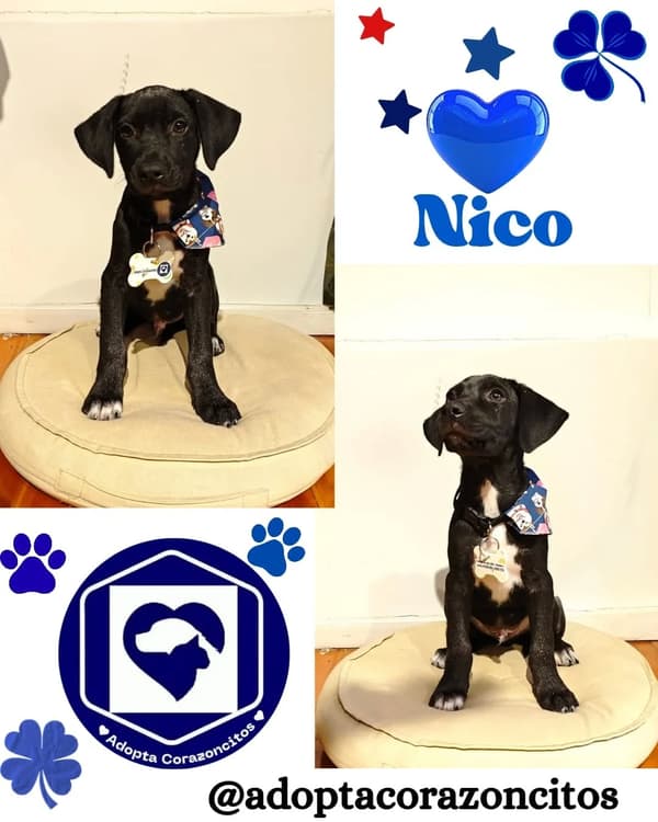 Bruno, Nico