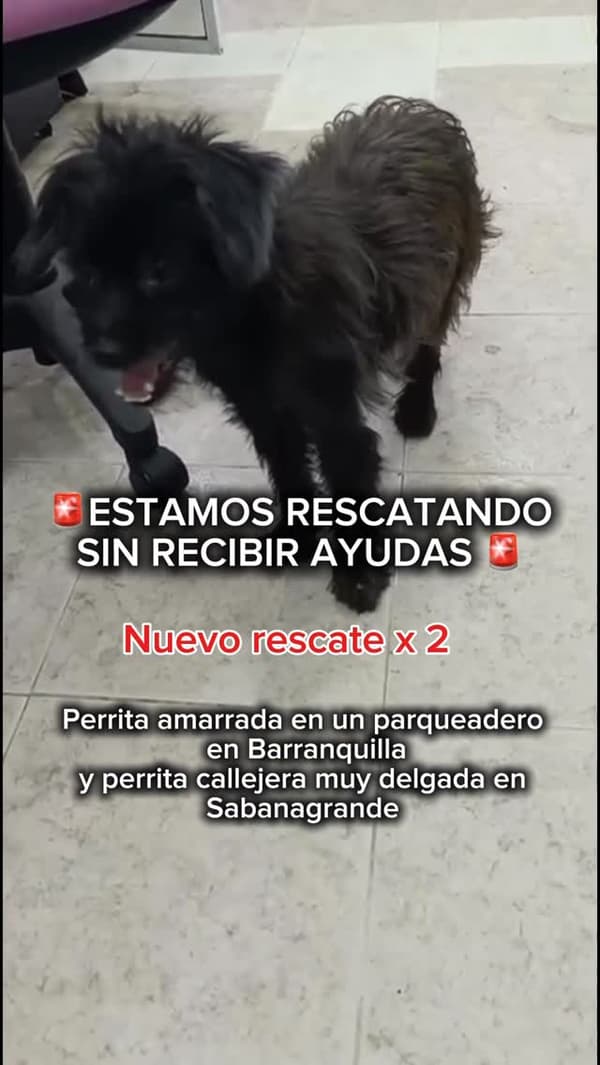 Candela, Mayonesa